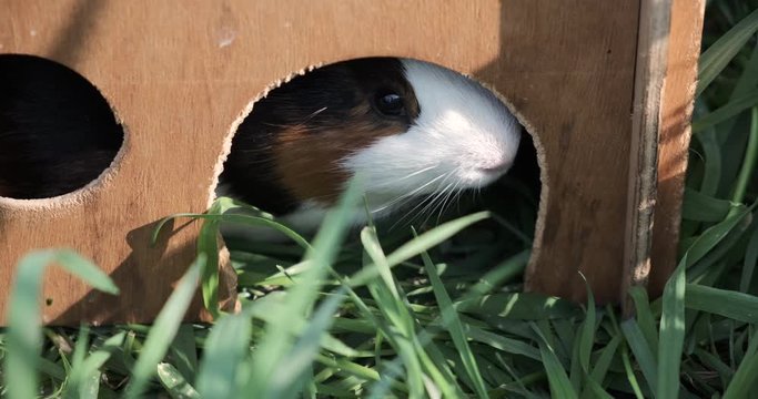 Funny american tame guinea pig or cavy sitting in a wooden house, cavia eating wooden house.