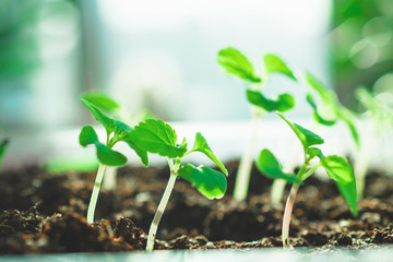 Growing plants at home. Spring planting. Green plants. Home garden.