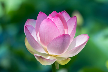 Close up of one delicate white pink water lily flowers (Nymphaeaceae) in full bloom on a water surface in a summer garden, beautiful outdoor floral background photographed with soft focus
