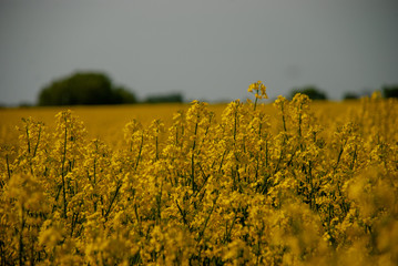 field of rapeseed
