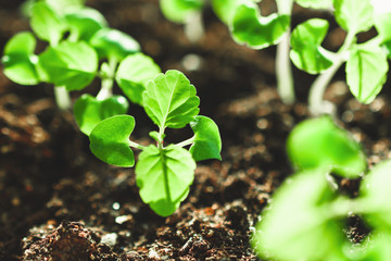 Growing plants at home. Spring planting. Green plants. Home garden.