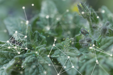 the Network connection on green plant.