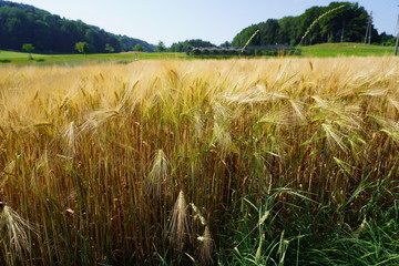 Close-up of golden field of barley in sunny summer day.