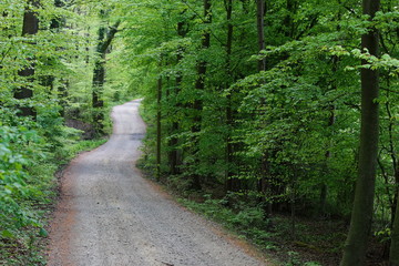 Fototapeta premium path in the forest