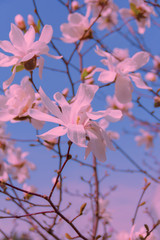 Springtime. White magnolia flowers in the sun.