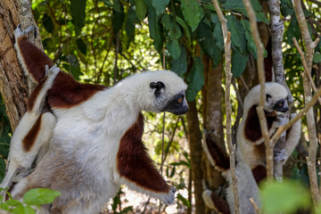 Lémuriens (Propithèque de Coquerel) dans une forêt de Madagascar