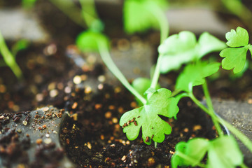 Growing plants at home. Spring planting. Green plants. Home garden.