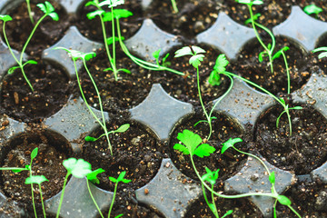 Growing plants at home. Spring planting. Green plants. Home garden.