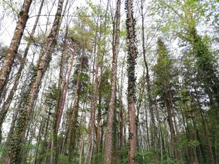 trees in the forest