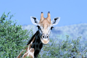 Giraffe staring