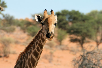 Giraffe close up
