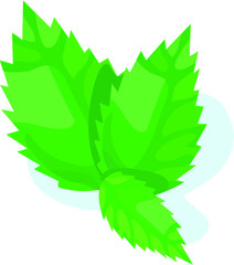 vector illustration of a leaf mint herb icon isolated on white background