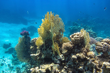 Fototapeta na wymiar Coral Reef In Red Sea, Egypt. Blue Turquoise Ocean Water, Different Types Of Hard Corals. Branching Fire Coral, Horn Coral, Brain Coral. Underwater Diversity.