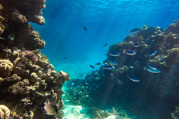 Fototapeta na wymiar Coral Reef And Shoal Of Bright Blue Stripped Tropical Fish In Red Sea. Blue Lunar Fusilier (Caesio Lunaris), Hard Corals And Rock In The Depths, Sun Rays Shining Through Water Surface.