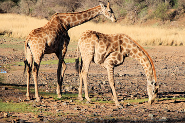 Naklejka na ściany i meble Giraffe family