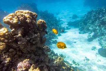 Naklejka na ściany i meble Pair Of Blue-Cheeked Butterflyfish (Chaetodon) In a Coral Reef, Red Sea, Egypt. Two Bright Yellow Striped Tropical Fish In The Ocean, Clear Blue Turquoise Water. Underwater Photo.