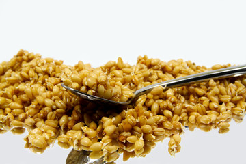Wheat sprouts in stainless steel spoon isolated