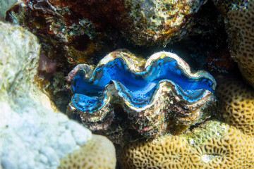Giant Tridacna, Saltwater Clams In The Coral Reef, Red Sea. Marine Bivalve Blue Molluscs, Large Chells. Amazing Underwater Dangerous Animal.