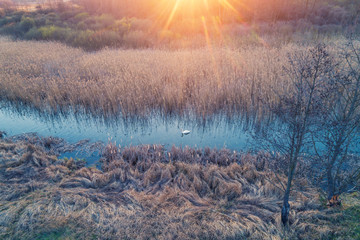 Magical sunset in the countryside. Rural landscape in the spring. Swan swims along a narrow river