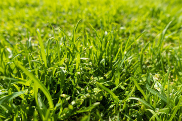 Obraz premium Fresh green grass on the field or lawn. Blades of grass, spring or summer meadow. Soft focus.