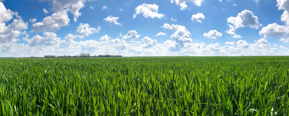 Fototapeta na wymiar Spring Green Field, Blue Sky With A Lot Of White Clouds. Fresh Lush Green Grass Swaying In Light Wind. Summer Meadow In The Countryside, Beautiful Rural Ideal Landscape, Sunny Day. Panoramic View.