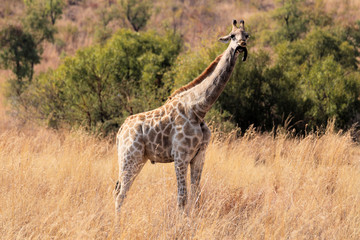 Naklejka na ściany i meble Giraffe eating horn