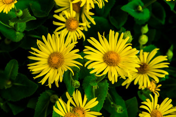 yellow daisies on a natural background. Doronicum in the flowerbed