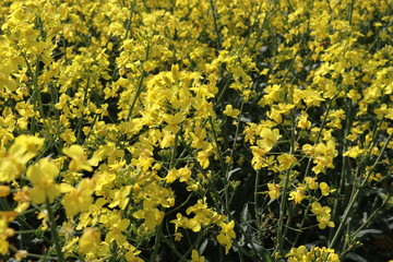 field of yellow flowers