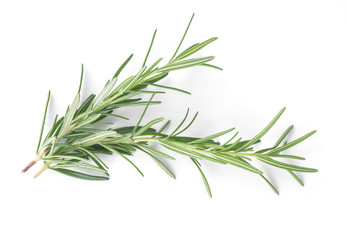 Fototapeta premium Rozmaryn na białym tle.