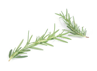 Fototapeta premium Rozmaryn na białym tle.