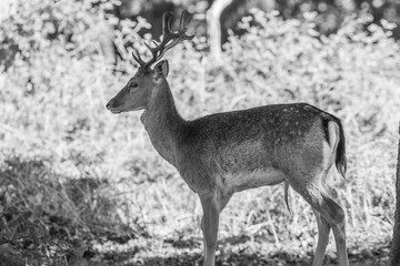Deer in wild life