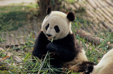 Naklejka premium Giant Panda