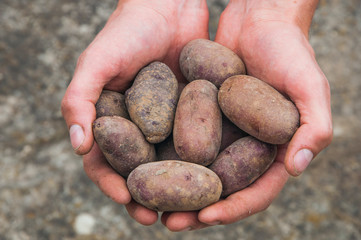 fresh potatoes in hands. crop of vegetables