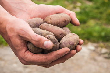fresh potatoes in hands. crop of vegetables