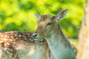 Deer in wild life