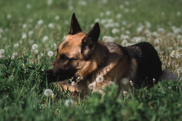 German shepherd lies in a field of dandelions, a shepherd in nature, a dog in the grass