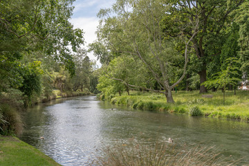 Fototapeta na wymiar lush vegetation on Avon river shores at Botanic Gardens, Christchurch, New Zealand