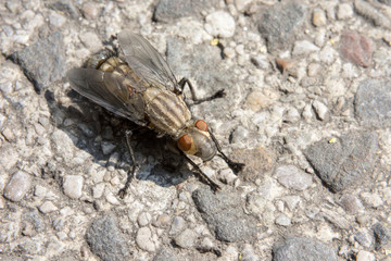 Grosse Fliege