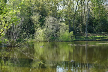 Fototapeta na wymiar Pond in Hampshire UK with nice green colours and reflective water