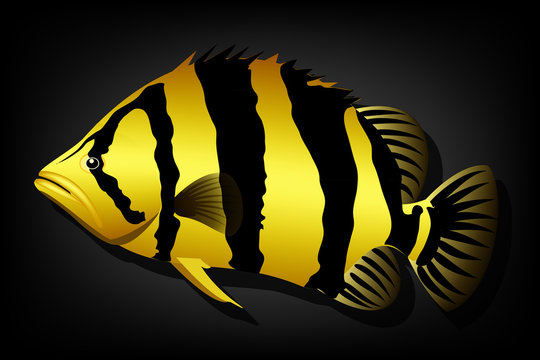 Siamese tiger fish vector image