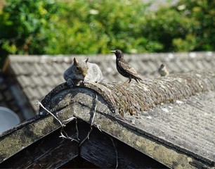Squirrel and Birds hanging out on roof in Hampshire, UK