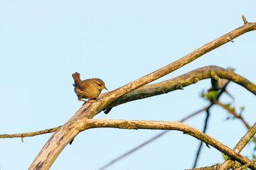 Wren (Troglodytes troglodytes) perched on a branch, taken in the UK