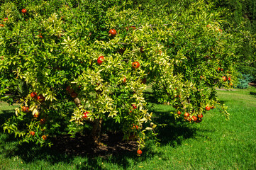 Many ripe red pomegranates (Punica granatum) on a tree in fruit garden in Paradise landscape park in Partenit in Crimea. Sunny autumn day. Selective focus.