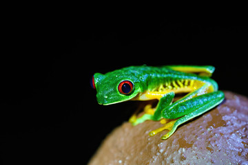Red-Eyed Tree Frog (Agalychnis callidryas)