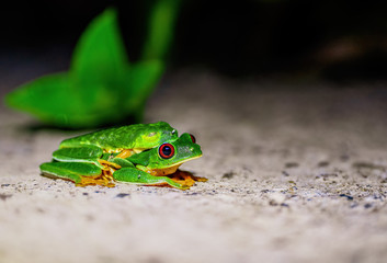 Red-Eyed Tree Frog (Agalychnis callidryas)