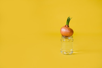 sprouted onion standing on the glass jar on the yellow background with copy space