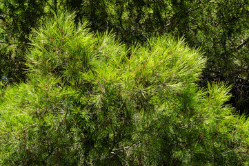 Long green needles of branches of Italian cedar pine (Pinus pinea), umbrella or umbrella pine in Aivazovsky landscape park (Park Paradise) in Partenit, Crimea. Close-up. There is place for text.