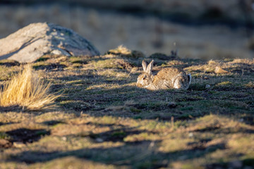 A Rabbit Pops Up