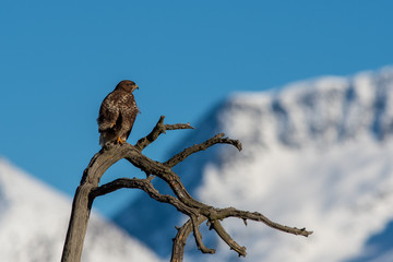 Buse variable dans les montagnes en hiver