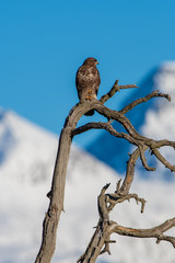 Buse variable dans les montagnes en hiver